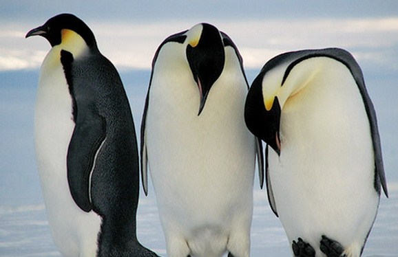 penguins_copy