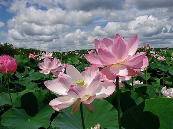 Valley-of-Flowers-6
