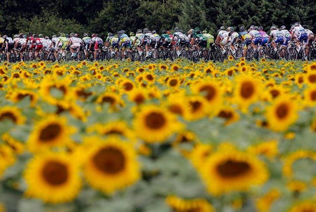 sunflower cycling