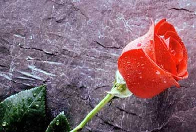 triantafyllo kokkino